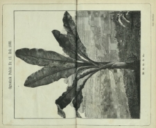 Ogrodnik Polski : dwutygodnik poświęcony wszystkim gałęziom ogrodnictwa T. 2, Nr 12 (1880)