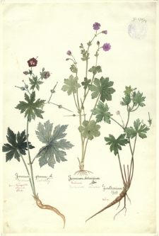 244. Geranium phaeum L. (Bodziszek żałobny), Geranium bohemicum (Bodziszek czeski), G. ruthenicum Uechtr.