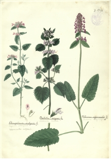60. Clinopodium vulgare L. (Czyścica storzyszek), Ballota nigra L. (Mierznica czarna), Betonica officinalis L. (Bukwica zwyczajna)