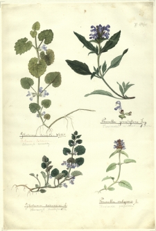 59. Glechoma hirsuta W. & Kit. (Bluszczyk kosmaty), Glechoma hederacea L. (Bluszczyk kurdybanek), Prunella grandiflora Jacq. (Głowienka wielkokwiatowa), Prunella vulgaris L. (Głowienka pospolita)
