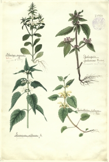 62. Stachys annua (Czyściec roczny), Lamium album L. (Jasnota biała), Galeopsis pubescens Besser (Poziewnik miękkowłosy), Galeobdolan luteum Huds. (Gajowiec żółty)
