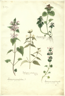 63. Lamium maculatum L. (Jasnota plamista), Galeopsis ochroleuca Lamek. (Poziewnik), L. purpureum (Jasnota purpurowa), Lamium amplexicaule L. (Jasnota różowa)