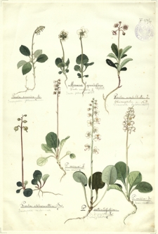 89. Pirola secunda L. (Gruszyczka jednostronna), Pirola chlorantha Sw. (Gruszyczka zielonawa), P. minor L. (Grusz. mniejsza), Moneses grandiflora Salisb.-Pirola uniflora L. (Grusz. jednokwiatowa), P. rotundifolia L. (Gruszyczka okrągłolistna), Pirola umbellata L.-Chimaphila u. Nutt. (Pomocnik baldaszkowy), P. media Sw. (Grusz. średnia)
