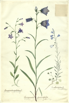 93. Campanula patula L. (Dzwonek rozpierzchły), Campanula persicifolia L. (Dzwonek brzoskwiniolistny), C. rotundifolia L. (Dzwonek okrągłolistny)