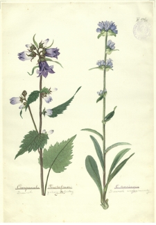 95. Campanula Trachelium L. (Dzwonek pokrzywolistny), C. cervicaria L. (Dzwonek szczeciniasty)