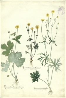 41. Ranunculus lanuginosus L. (Jaskier kosmaty), Ranunculus bulbosus L. (Jaskier bulwkowy), Ranunculus acer L. (Jaskier pstry)