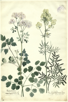 42. Thalictrum aquilegifolium L. (Rutewka orlikolistna), Th. angustifolium Jacq. (Rutewka wązkolistna)