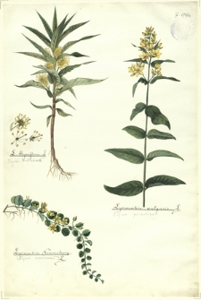 86. L. thyrsiflora L. (Tojeść bukietowa), Lysimachia Nummularia L (Tojeść rozesłana), Lysimachia vulgaris L. (Tojeść pospolita)