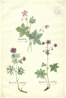 247. G. palustre L. (Bodziszek błotny), Geranium sanguineum L. (Bodziszek czerwony), Geranium silvaticum L. (Bodziszek leśny)