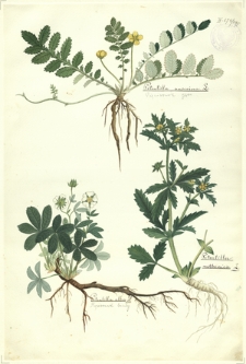 285. Potentilla anserina L. (Pięciornik gęsi), Potentilla alba L. (Pięciornik biały), Potentilla ruthenica L.