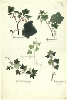 158. Ribes nigrum L. (Porzeczka czarna), R. rubrum (Porzeczka czarna), Adoxa moschatellina L. (Piżmaczek wiosenny), Ribes alpinum L. (Porzeczka alpejska), R. uva-crispa=R. Grossularia L. (agrest)