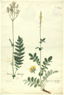 287. Spiraea Filipendula L. (Tawuła), Agrimonia Eupatoria L. (Rzepik pospolity)