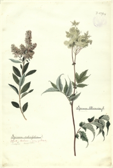 288. Spiraea salicifolia L. (Tawuła bawolina), Spiraea Ulmaria L. (Tawuła)
