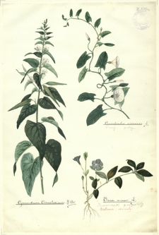 156. Convolvulus arvensis L. (Powój polny), Cynanchum Vincetoxinum R. Br., Vinca minor L. (Barwinek pospolity)