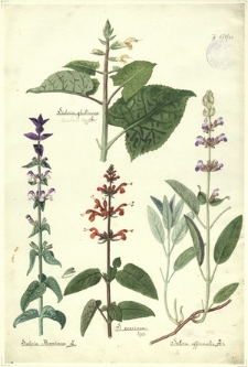 58. Salvia glutinosa L. (Szałwia lepka), Salvia Horminum L., S. coccinea Juss., Salvia officinalis L.