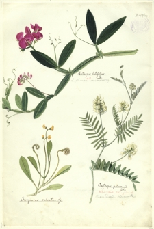 256. Lathyrus latifolius L. (Lędźwian szerokolistny), Scorpiurus sulcata L., Oxytropis pilosa D. C. (Ostrołódka kosmata)