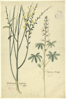 257. Sarothamnus scoparius Koch. (Żarnowiec miotlasty), Lupinus albus L. (Łubin)