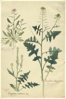 219. Malcolmia africana R. Br., Sisymbrium austriacum Jacq. (Stulisz), Erucastrum obtusangulum Reichnb. (Rukwiślad)