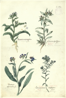 83. Lycopsis arvensis L. (Krzywoszyj pstry), Nonnea pulla D. C. (Zapłonka brunatna), Anchusa officinalis L. (Farbownik lekarski), Echinospermum deflexum Lehm. (Lepnik odgiętoowockowy)
