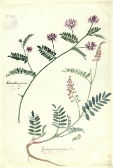 275. Coronilla varia Lin. (Cieciorka pstra), Onobrychis viciaefolia Scop. (Esparceta siewna)