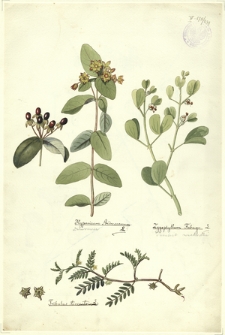 239. Hypericum Androsaemum L. (Dziurawiec), Zygophyllum Fabago L. (Parolist wschodni), Tribullus terrestris L.