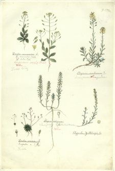 224. Draba nemorosa L. (Głodek żółty), Draba verna L.=Erophila v. E. Mey. (Głodek), Alyssum calycinum (Smagliczka Krótkodzióbowa), Alyssum montanum L. (Smagliczka górska), Clypeola Jonthlaspi L.