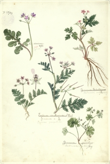 243. E. ciconium (Iglica), Erodium cicutarium L. Herit.=Geranium c. L. (Iglica pospolita), Geranium Robertianum L. (Bodziszek cuchnący), Geranium pusillum L. (Bodziszek drobny)