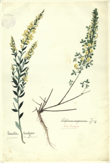 248. Genista tinctoria L. (Janowiec barwierski), Cytisus supinus Jacq. (Szczodrzeniec)
