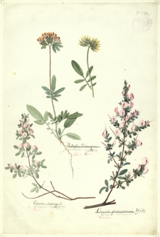 249. Anthyllis Vulneraria L. (Przelot zwyczajny), Ononis repens L. (Wilżyna rozłogowa), Ononis procurrens Wallr. (Wilżyna rozłogowa)