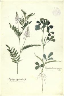 251. Galega officinalis L. (Rutwica lekarska), Trigonella Foenum-graecum L. (Kozieradka)