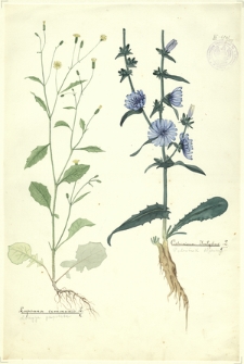 105. Lapsana communis L. (Łuczyga pospolita), Cichorium Intybus L. (Podróżnik błękitny)