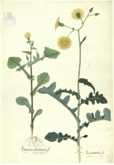 106. Sonchus oleraceus L. (Mlecz zwyczajny), S. arvensis L. (Mlecz polny)
