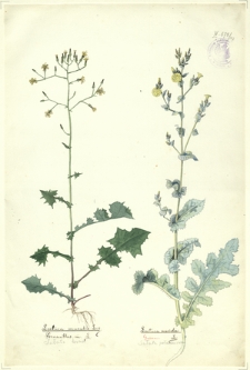 107. Lactuca muralis Less.=Prenanthes m. L. (Sałata leśna), Lactuca scariola L. (Sałata południowa)