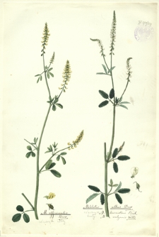 259. M. officinalis Desv. (Nostrzyk żółty), Melilotus albus Desv. (Nostrzyk biały)
