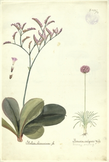152. Statica Limonium L., Armeria vulgaris Willd. (Zawciąg pospolity)