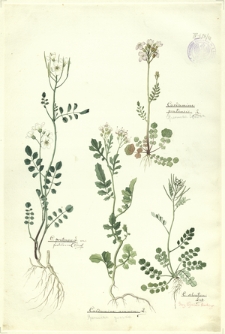211. Cardamine pratensis L. (Rzerzucha łąkowa), C. pratensis L. var. paludosa Knaf., Cardamine amara L. (Rzerzucha gorzka), C. silvatica Link.