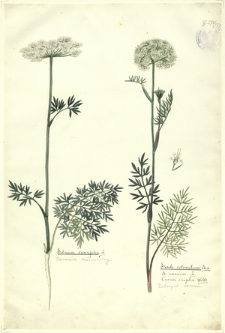 179. Selinum carvifolia L. (Olszewnik Kminolistny), Seseli coloratum Ehrh., S. annuum L., Carum simplex Willd. (Żebrzyca roczna)