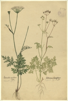 178. Libanotis montana Crantz. (Oleśnik górski), Anthriscus Cerefolium L. (Trybula ogrodowa)