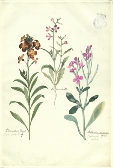 213. Cheiranthus Cheiri L. (Lak pospolity), M. bicornis D. C., Mathiola annua Sweet. (Lewkonja lotnia)