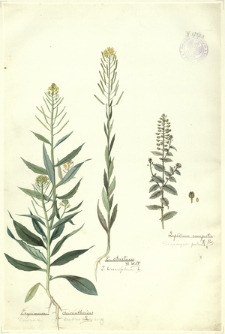 212. Erysimum cheiranthoides L. (Pszonak drobnokwiatowy), E. strictum Fl. Welt., E. hieracifolium R. Br. (Pieprzyca polna)