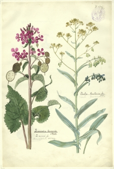 215. Lunaria biennis Mönch., L. annua L. (Miesięcznik roczny), Isatis tinctoria L. (Urzeł barwierski)