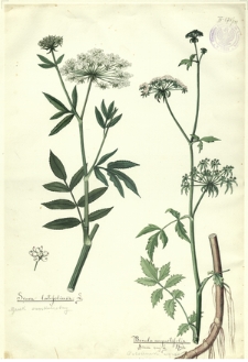 181. Sium latifolium L. (Marek szerokolistny), Berula angustifolia Koch., Sium ang. L. (Potocznik wązkolistny)