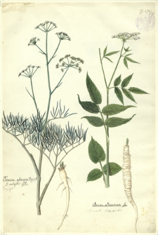 180. Trinia glauca Dumort., T. vulgaris DC. (Trynja), Sium Sisarum L. (Marek Kucmerka)