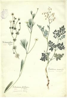 36. B. divaricatum Wimmer., Batrachium fluitans Wimm. (Włosienicznik rzeczny), Thalictrum minus L. (Rutewka mniejsza)