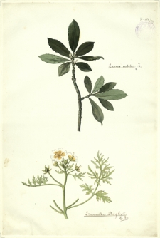159. Laurus nobilis L., Limnanthes Douglasii R. Br.