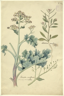 217. Malcolmia parviflora D.C., Crambe maritima L. (Modrak morski)