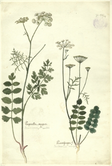 182. Pimpinella magna L. (Biedrzeniec wielki), P. saxifraga L. (Biedrzeniec mniejszy)