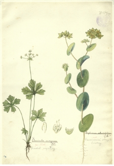 185. Sanicula europaea DC. (Żankiel zwyczajny), Bupleurum rotundifolium L. (Przewiercień okrągłolistny)