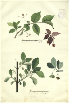 187. Euonymus verrucosa Scop. (Trzmielina brodawkowana), Euonymus europaea L. (Trzmielina zwyczajna)