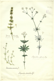188. Galium Cruciata Scop. (Przytulja krzyżowa), Asperula glauca Bess. (Marzanka sina), Scherardia arvensis L., Asperula odorata D.C. (Marzanka wonna)